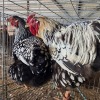 2 X SILVER LACE WYANDOTTE ROOSTER & HEN BASHEWA DORPERS (Per animal to take the lot)