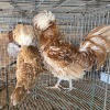 2 X FRIZZLE POLISH ROOSTER & HEN BASHEWA DORPERS (Per animal to take the lot)
