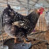 2 X SILVER LACE WYANDOTTE HEN BASHEWA DORPERS (Per animal to take the lot)