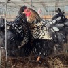 2 X SILVER LACE WYANDOTTE HEN BASHEWA DORPERS (Per animal to take the lot)