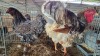 2 X BLUE LACE RED WYANDOTTE ROOSTER & HEN BASHEWA DORPERS (Per animal to take the lot)