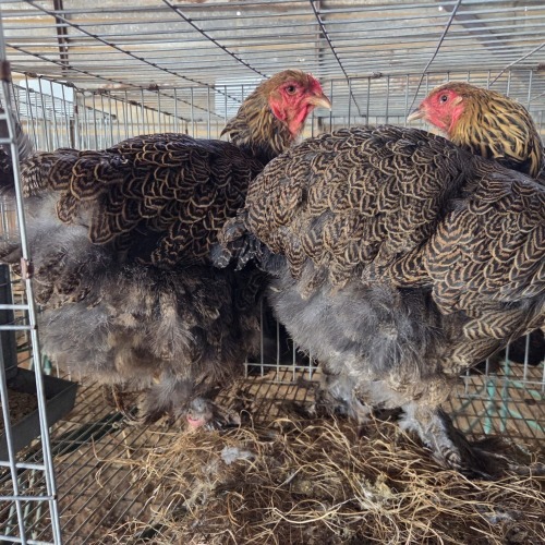 2 X PARTRIDGE BRAHMA HEN BASHEWA DORPERS (Per animal to take the lot)