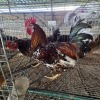 2 X BOSVELDERS ROOSTER & HEN TIEGERPOORT BOERDERY PTY LTD (Per animal to take the lot)