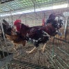 2 X BOSVELDERS ROOSTER & HEN TIEGERPOORT BOERDERY PTY LTD (Per animal to take the lot)