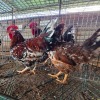 2 X BOSVELDERS ROOSTER & HEN TIEGERPOORT BOERDERY PTY LTD (Per animal to take the lot)