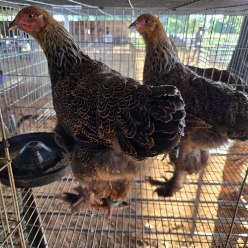 2 X PARTRIDGE BRAHMA HEN BASHEWA DORPERS (Per animal to take the lot)