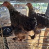 2 X PARTRIDGE BRAHMA HEN BASHEWA DORPERS (Per animal to take the lot)