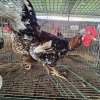 2 X BOSVELDERS ROOSTER & HEN TIEGERPOORT BOERDERY PTY LTD (Per animal to take the lot)