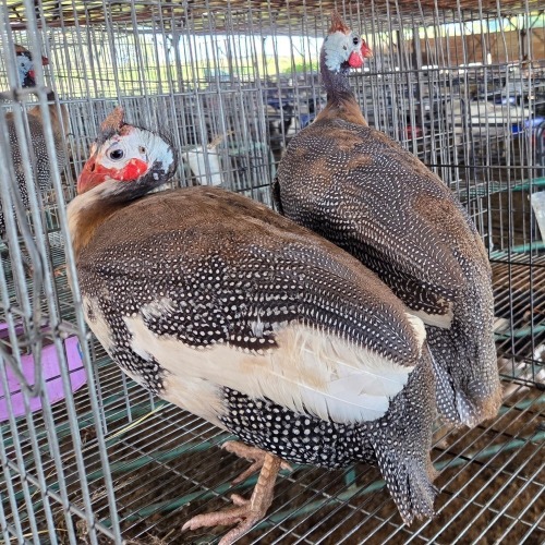 2 X TARENTAAL ROOSTER & HEN F. DE KLERK (Per animal to take the lot)