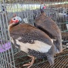 2 X TARENTAAL ROOSTER & HEN F. DE KLERK (Per animal to take the lot)