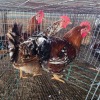 2 X BOSVELDERS ROOSTER & HEN TIEGERPOORT BOERDERY PTY LTD (Per animal to take the lot)