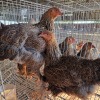 2 X PARTRIDGE BRAHMA HEN BASHEWA DORPERS (Per animal to take the lot)