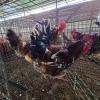 2 X BOSVELDERS ROOSTER & HEN TIEGERPOORT BOERDERY PTY LTD (Per animal to take the lot)