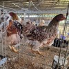 2 X BLUE LACE RED WYANDOTTE ROOSTER & HEN BASHEWA DORPERS (Per animal to take the lot)