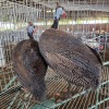 2 X TARENTAAL ROOSTER & HEN F. DE KLERK (Per animal to take the lot)