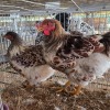 2 X BLUE LACE RED WYANDOTTE ROOSTER & HEN BASHEWA DORPERS (Per animal to take the lot)