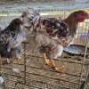 2 X BLUE LACE RED WYANDOTTE ROOSTER & HEN BASHEWA DORPERS (Per animal to take the lot)