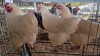 3 X WHITE ORPINGTON ROOSTER & HEN BASHEWA DORPERS (Per animal to take the lot)