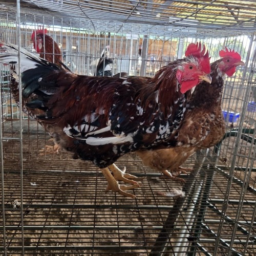 2 X BOSVELDERS ROOSTER & HEN TIEGERPOORT BOERDERY PTY LTD (Per animal to take the lot)