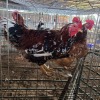 2 X BOSVELDERS ROOSTER & HEN TIEGERPOORT BOERDERY PTY LTD (Per animal to take the lot)
