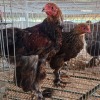 3 X PARTRIDGE BRAHMA ROOSTER & HEN BASHEWA DORPERS (Per animal to take the lot)