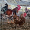 2 X BOSVELDERS ROOSTER & HEN TIEGERPOORT BOERDERY PTY LTD (Per animal to take the lot)