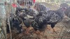 4 X SILVER LACE WYANDOTTE ROOSTER & HEN BASHEWA DORPERS (Per animal to take the lot)
