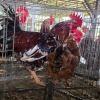 2 X BOSVELDERS ROOSTER & HEN TIEGERPOORT BOERDERY PTY LTD (Per animal to take the lot)