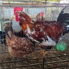 2 X BOSVELDERS ROOSTER & HEN TIEGERPOORT BOERDERY PTY LTD (Per animal to take the lot)