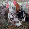 2 X BOSVELDERS ROOSTER & HEN TIEGERPOORT BOERDERY PTY LTD (Per animal to take the lot)