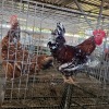 2 X BOSVELDERS ROOSTER & HEN TIEGERPOORT BOERDERY PTY LTD (Per animal to take the lot)