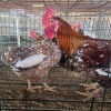 2 X BOSVELDERS ROOSTER & HEN TIEGERPOORT BOERDERY PTY LTD (Per animal to take the lot)