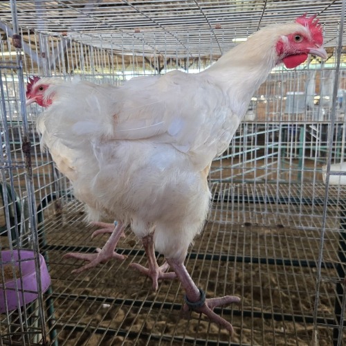 2 X WHITE ORPINGTON ROOSTER BASHEWA DORPERS (Per animal to take the lot)