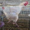 2 X WHITE ORPINGTON ROOSTER BASHEWA DORPERS (Per animal to take the lot)