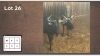 2X Blouwildebees M:2 (Per Piece to take the lot/Per stuk om lot te neem)