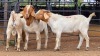 3 X BOER GOAT BUCK JXR BOERDERY (Per animal to take the lot)