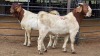 2 X BOER GOAT BUCK JXR BOERDERY (Per animal to take the lot)