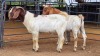 2 X BOER GOAT BUCK JXR BOERDERY (Per animal to take the lot)