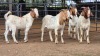 4 X BOER GOAT BUCK JXR BOERDERY (Per animal to take the lot)