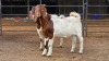 2 X BOER GOAT BUCK JXR BOERDERY (Per animal to take the lot)