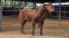 1 X KALAHARI RED BUCK JXR BOERDERY