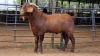 1 X KALAHARI RED BUCK JXR BOERDERY