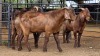 3 X KALAHARI RED BUCK JXR BOERDERY (Per animal to take the lot)