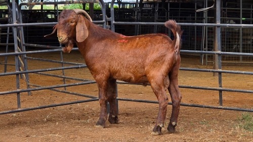 1 X KALAHARI RED BUCK JXR BOERDERY