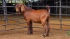 1 X KALAHARI RED BUCK JXR BOERDERY