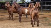 4 X KALAHARI RED BUCK JXR BOERDERY (Per animal to take the lot)