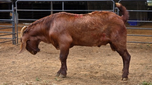 1 X KALAHARI RED BUCK JXR BOERDERY