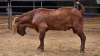 1 X KALAHARI RED BUCK JXR BOERDERY