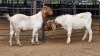 2 X BOER GOAT BUCK FPF BOERDERY PTY LTD (Per animal to take the lot)