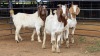 4 X BOER GOAT BUCK FPF BOERDERY PTY LTD (Per animal to take the lot)